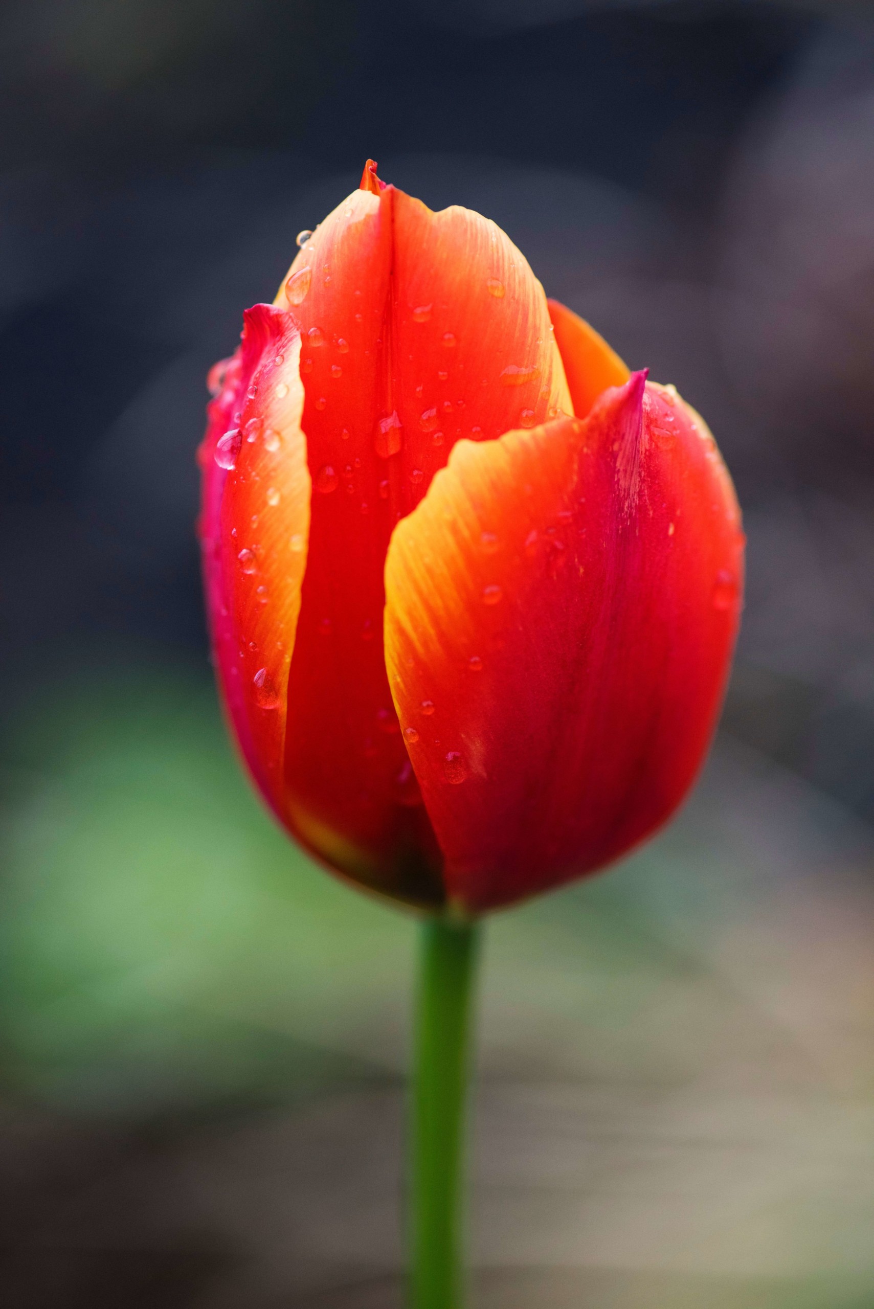 Ý nghĩa đặc biệt mà chỉ duy nhất hoa Tulip mới có