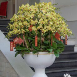 CHẬU LAN HỒ ĐIỆP MFOR11