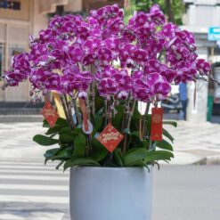 CHẬU LAN HỒ ĐIỆP MFOR12