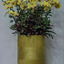 CHẬU LAN HỒ ĐIỆP MFOR28