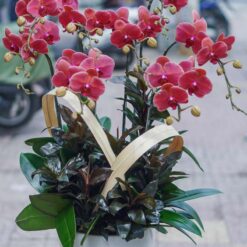 CHẬU LAN HỒ ĐIỆP MFOR32