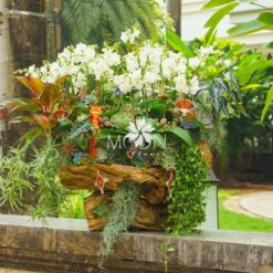 LŨA LAN HỒ ĐIỆP LLHD05