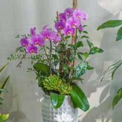 Chậu lan hồ điệp 2 cành