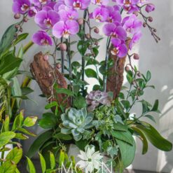 Chậu Lan hồ điệp tím 5 cành