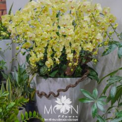 Chậu hoa lan vàng 13 cành