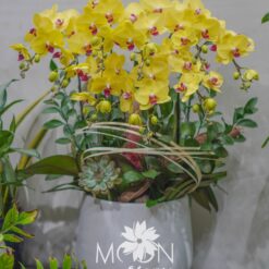Chậu hoa lan hồ điệp 9 cành