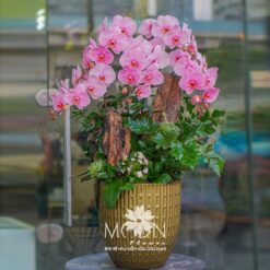 CHẬU LAN NGHỆ THUẬT HỒNG