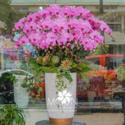 CHẬU LAN HỒ ĐIỆP HỒNG