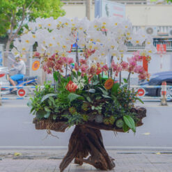 LŨA LAN HỒ ĐIỆP LLHD09