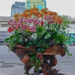 LŨA LAN HỒ ĐIỆP LLHD010