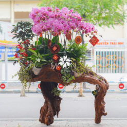 LŨA LAN HỒ ĐIỆP LLHD011