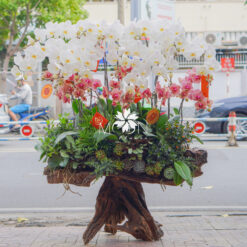 LŨA LAN HỒ ĐIỆP LLHD012