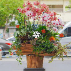 LŨA LAN HỒ ĐIỆP LLHD013