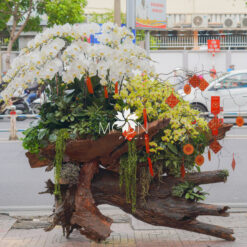 LŨA LAN HỒ ĐIỆP LLHD017