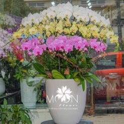 CHẬU LAN HỒ ĐIỆP PHỐI MÀU