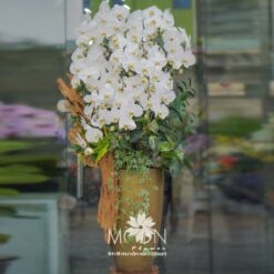 CHẬU LAN HỒ ĐIỆP TRẮNG