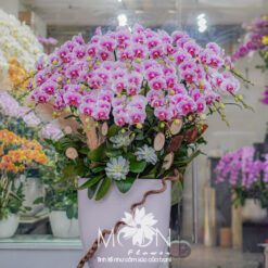 CHẬU LAN HỒ ĐIỆP MFOR45