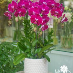 CHẬU LAN HỒ ĐIỆP MFOR44