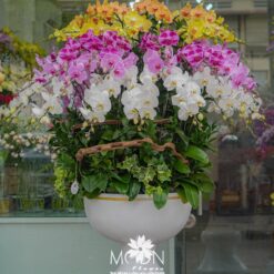 CHẬU LAN HỒ ĐIỆP MFOR48