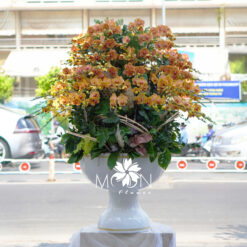 CHẬU LAN HỒ ĐIỆP MFOR49