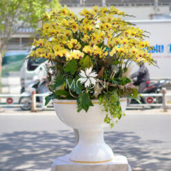 CHẬU LAN HỒ ĐIỆP MFOR50