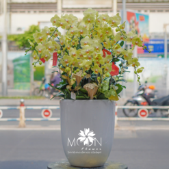 CHẬU LAN HỒ ĐIỆP MFOR58
