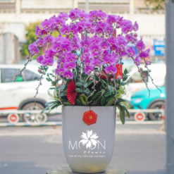 CHẬU LAN HỒ ĐIỆP MFOR52