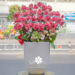 CHẬU LAN HỒ ĐIỆP MFOR54