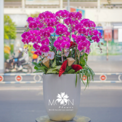 CHẬU LAN HỒ ĐIỆP MFOR55