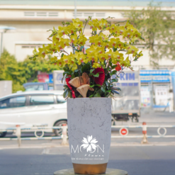 CHẬU LAN HỒ ĐIỆP MFOR56