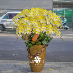 CHẬU LAN HỒ ĐIỆP MFOR59