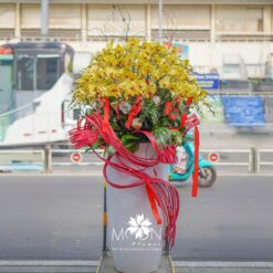 CHẬU LAN HỒ ĐIỆP MFOR57