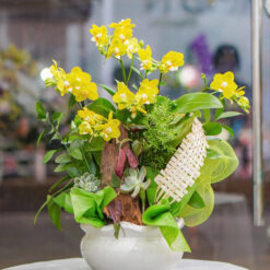 CHẬU LAN MINI VÀNG MFOR76