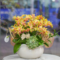 CHẬU LAN MINI VÀNG CAM MFOR77