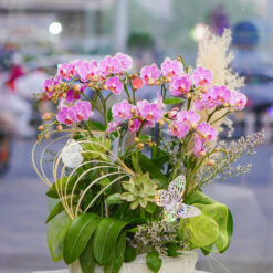 CHẬU LAN MINI HỒNG MFOR80