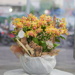 CHẬU LAN MINI VÀNG CAM MFOR78