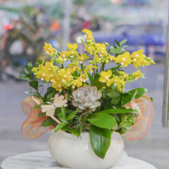 CHẬU LAN MINI VÀNG MFOR79