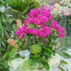 CHẬU LAN MINI TÍM MFOR88