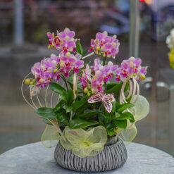 CHẬU LAN MINI HỒNG MFOR87