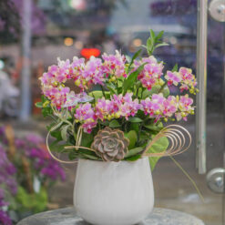 CHẬU LAN MINI HỒNG MFOR91