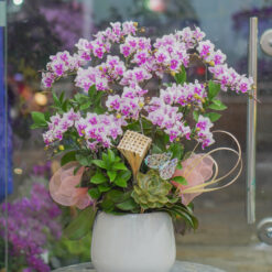 CHẬU LAN MINI TRẮNG TÍM MFOR90