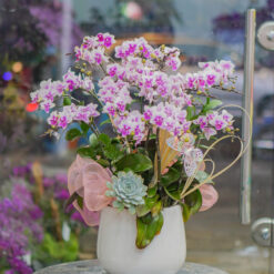 CHẬU LAN MINI TRẮNG TÍM MFOR89