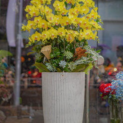 CHẬU LAN HỒ ĐIỆP MFOR74