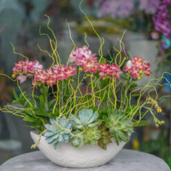 CHẬU LAN MINI ĐỎ ĐỘT BIẾN MFOR81