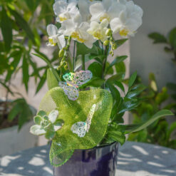 CHẬU LAN MINI TRẮNG MFOR82