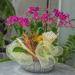 CHẬU LAN MINI TÍM MFOR83