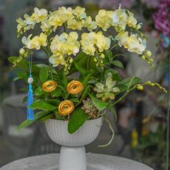 CHẬU LAN MINI TRẮNG XỊT VÀNG XANH MFOR85