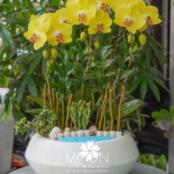 CHẬU LAN HỒ ĐIỆP CONCEPT HÈ MFOR68
