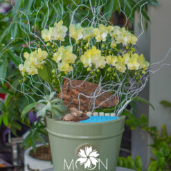 CHẬU LAN MINI TRẮNG XỊT VÀNG XANH MFOR84