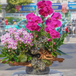 CHẬU LAN ĐẠI MIX MINI MFOR94